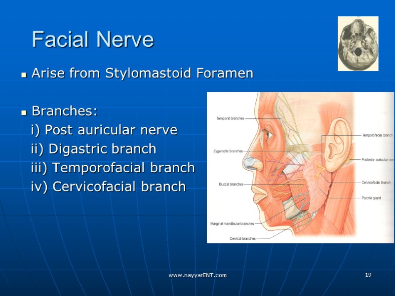 Facial Nerve  Arise from Stylomastoid Foramen   Branches:   i) Post